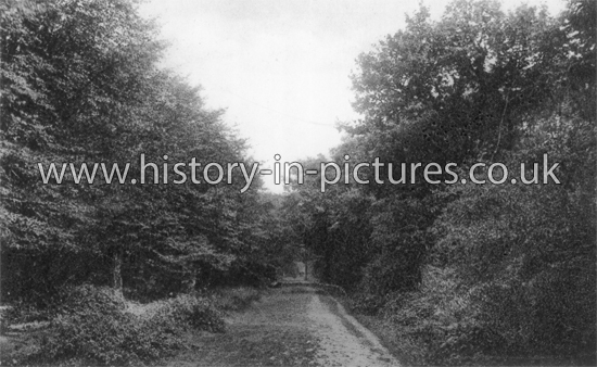 The Green Ride, Epping Forest, Essex. c.1920's